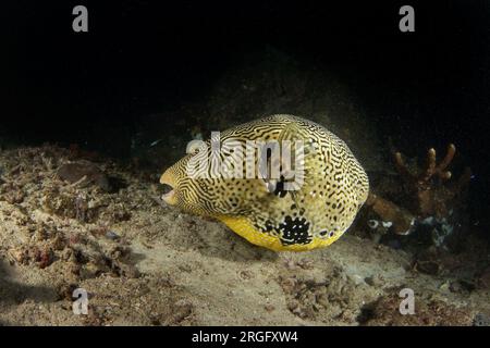 Carte Puffer sur les fonds marins à Raja Ampat. Poisson-souffleur griffonné pendant la plongée de nuit. Kesho fugu nage près du corail. Le poisson jaune gras nage lentement Banque D'Images