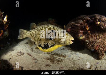 Carte Puffer sur les fonds marins à Raja Ampat. Poisson-souffleur griffonné pendant la plongée de nuit. Kesho fugu nage près du corail. Le poisson jaune gras nage lentement Banque D'Images
