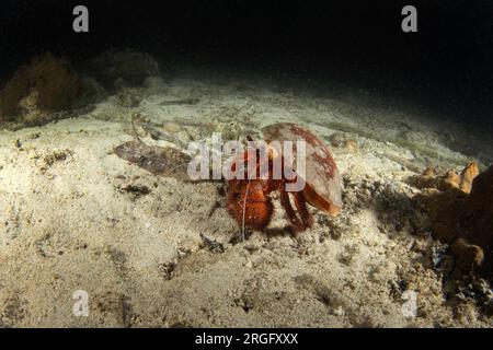 Crabe ermite à taches blanches sur les fonds marins à Raja Ampat. Dardanus megistos pendant la plongée en Indonésie. Grand crabe ermite rouge pendant la plongée de nuit. Banque D'Images