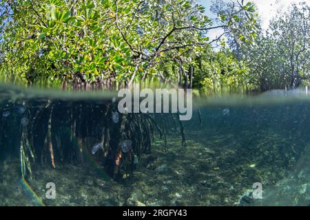 Aurelia aurita près du niveau de la mer à Raja Ampat. Méduse lunaire pendant la plongée en Indonésie. Méduse dans la forêt de mangrove. Banque D'Images