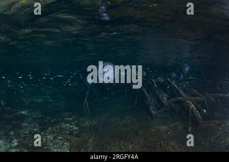 Aurelia aurita près du niveau de la mer à Raja Ampat. Méduse lunaire pendant la plongée en Indonésie. Méduse dans la forêt de mangrove. Banque D'Images