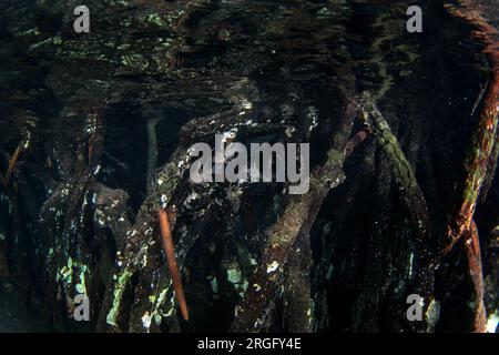 Cardinaux orbiculés près du niveau de la mer à Raja Ampat. Sphaeramia orbicularis pendant la plongée en Indonésie. Polka dot cardinalfish se cachent dans le ma Banque D'Images