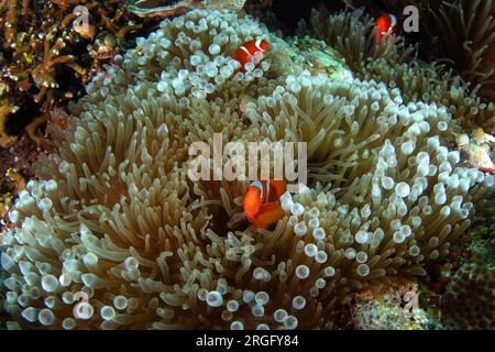 Les anémonefish Spinecheek se cachent sur le fond dans l'anémone. Famille de premnas biaculeatus pendant la plongée dans le Raja Ampat. Petit poisson orange avec wh Banque D'Images