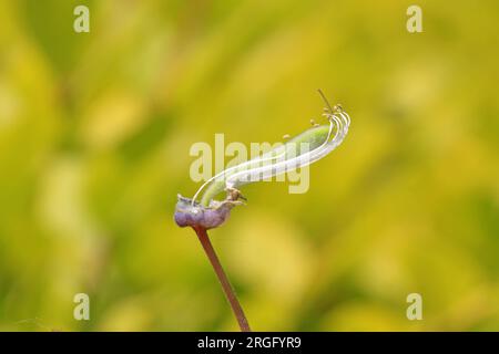 les fleurs de wisteria bourgeonnent dans un jardin dans un fond vert Banque D'Images