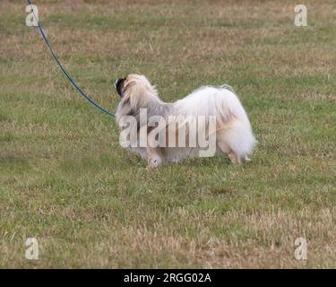 Une race de chien espagnol tibétain Banque D'Images