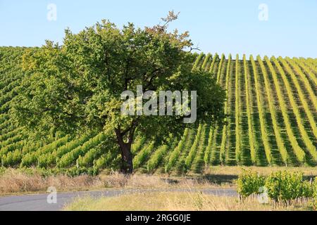 Une route et un Chêne dans les vignes et le vignoble des vins de Bordeaux. Gironde, France, Europe. Banque D'Images