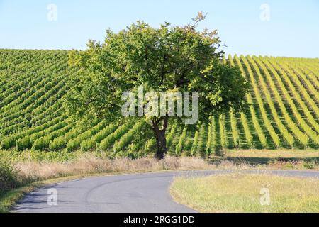 Une route et un Chêne dans les vignes et le vignoble des vins de Bordeaux. Gironde, France, Europe. Banque D'Images