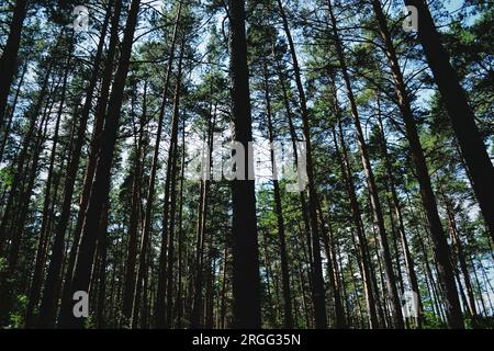 Beaucoup de hauts troncs de pins à l'ombre contre le ciel dans la forêt en été Banque D'Images