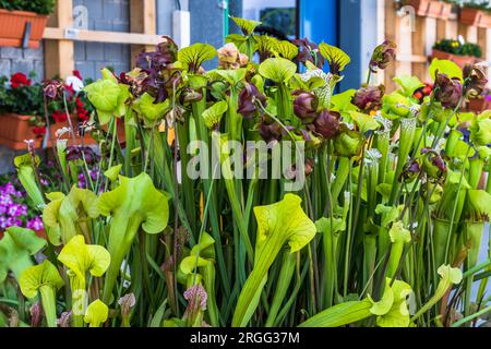 Diverses plantes carnivores dans un pot dans le jardin Banque D'Images