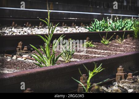 Les petites plantes tendres conquièrent les voies ferrées désaffectées Banque D'Images