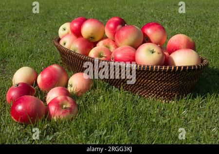 Une récolte d'été de pommes rouges mûres fraîchement cueillies découverte mangeant des pommes, Malus domestica, dans un panier en osier sur l'herbe verte, vue de côté Banque D'Images