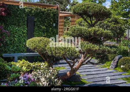 Jardin japonais avec chemin d'ardoise avec paillis d'écorce, plantes indigènes et patio en bois. Concept d'aménagement paysager et de jardinage. Banque D'Images