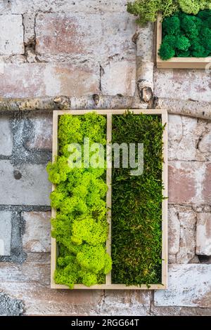 Mousse vert clair et foncé dans des boîtes en bois sur un mur de pierre rustique sous la forme d'une image. Beau cadre pour une photo. Écologie. Vertical Banque D'Images