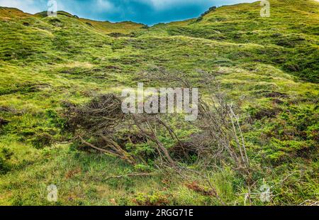 Collines et pentes de la plage de Svinkloes à Thy, Danemark Banque D'Images