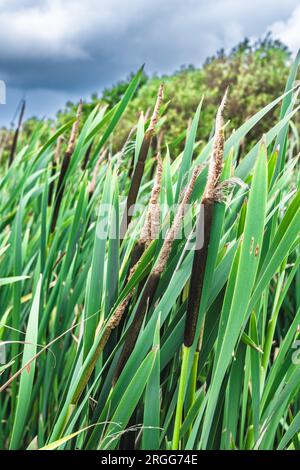 Reemace usine de cattail dans la réserve naturelle de Vejlerne, Danemark Banque D'Images