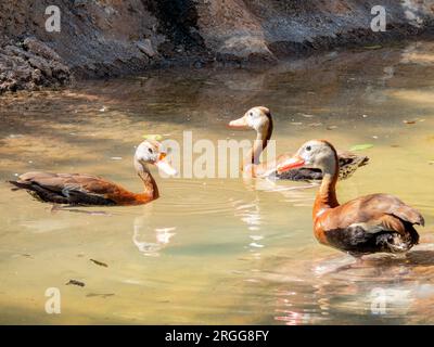 Gros plan d'un mignon canard sifflant à ventre noir à Oklahoma Banque D'Images