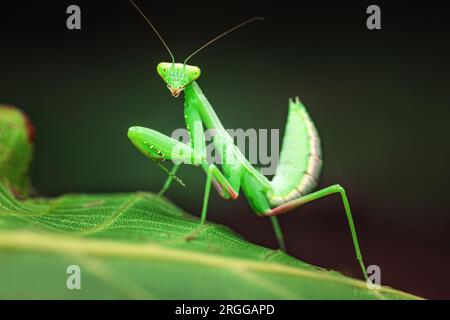 Prière Mantis Rainforest ou Mantis européens sur un fond de nature de feuille verte. Banque D'Images