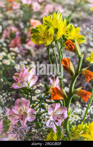 Divers lys, gladioli et autres fleurs de printemps dans un lit, pot de fleurs, mélange coloré Banque D'Images