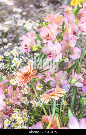 Divers lys, chrysanthèmes et autres fleurs de printemps dans un lit, pot de fleurs, mélange coloré rose et orange Banque D'Images