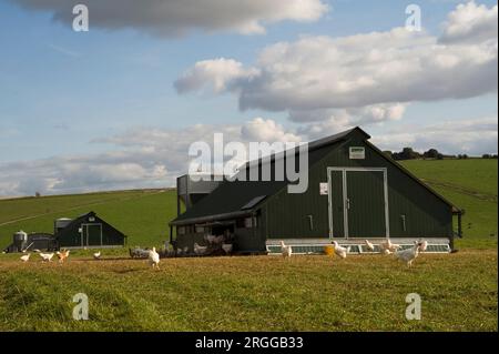 Sheepdrive est une ferme familiale biologique mixte certifiée Soil Association. Des poulets Freerange Banque D'Images