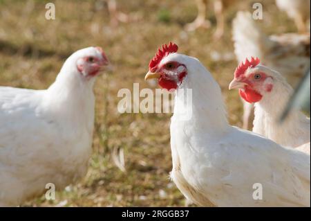 Sheepdrive est une ferme familiale biologique mixte certifiée Soil Association. Des poulets Freerange Banque D'Images