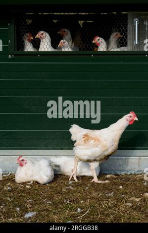 Sheepdrive est une ferme familiale biologique mixte certifiée Soil Association. Des poulets Freerange Banque D'Images