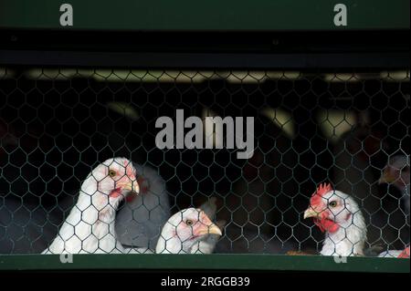 Sheepdrive est une ferme familiale biologique mixte certifiée Soil Association. Des poulets Freerange Banque D'Images