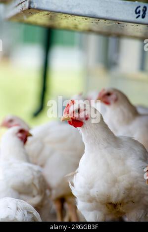 Sheepdrive est une ferme familiale biologique mixte certifiée Soil Association. Des poulets Freerange Banque D'Images