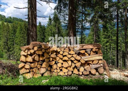 Gros plan d'une pile de bois haché dans une forêt de pins dans les montagnes Dolomites de l'Italie Banque D'Images