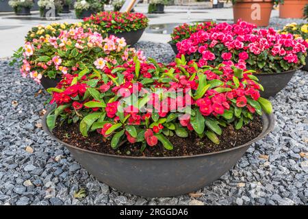 Divers jardinières en métal avec pétunias rouges et roses sur gravier Banque D'Images
