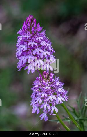 Floraison d'orchidée pyramidale ou Giglione, Anacamptis pyramidalis, dans les Abruzzes. Abruzzes, Italie, Europe Banque D'Images