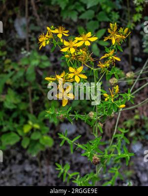 Floraison de Hypericum ou St. Millepertuis, Hypericum perforatum L., à la réserve naturelle de Cavuto Springs. Abruzzes, Italie, Europe Banque D'Images