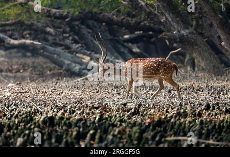 Le cerf tacheté ou chital est l'espèce de cerf la plus commune dans les forêts indiennes. Cette photo a été prise dans le parc national des sundarbans. Banque D'Images