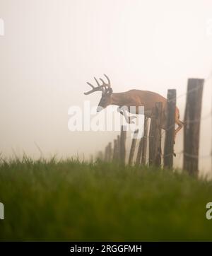 Un cerf poil blanc sautant sur une clôture par un matin brumeux dans le Tennessee Banque D'Images