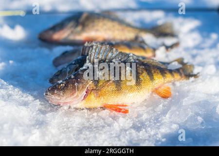 Perche à glace capturée lors d'une sortie de pêche sur glace image d'arrière-plan de copie d'espace de mise au point sélective Banque D'Images