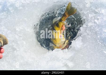 Attraper la perche jaune sur la glace gelée. lac, pêche sur glace, hobbies focalisation sélective image de fond Banque D'Images