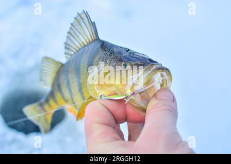 Attraper la perche jaune sur la glace gelée. lac, pêche sur glace, hobbies focalisation sélective image de fond Banque D'Images