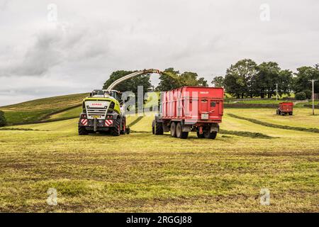 Entrer dans l'herbe hachée avant de la retirer pour la mettre dans une pince d'ensilage. Une partie du processus de fabrication du fourrage d'hiver pour le bétail. Banque D'Images