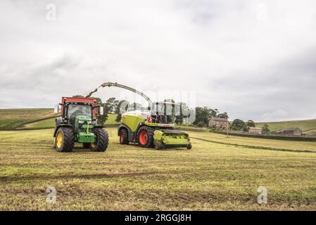 Entrer dans l'herbe hachée avant de la retirer pour la mettre dans une pince d'ensilage. Une partie du processus de fabrication du fourrage d'hiver pour le bétail. Banque D'Images