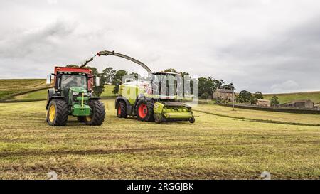 Entrer dans l'herbe hachée avant de la retirer pour la mettre dans une pince d'ensilage. Une partie du processus de fabrication du fourrage d'hiver pour le bétail. Banque D'Images