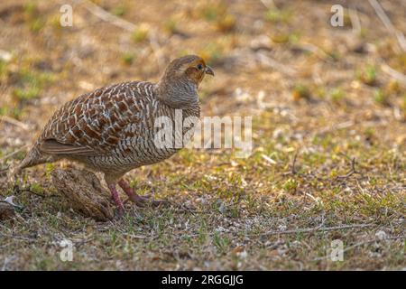 Un Francolin gris reposant à l'ombre Banque D'Images