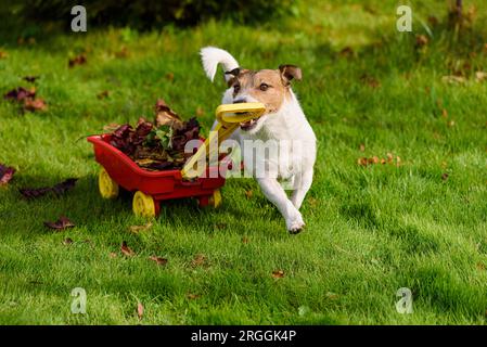 Le chien tire le chariot plein de feuilles d'automne ratissées sur l'herbe verte dans le jardin. Concept humoristique de nettoyage d'automne Banque D'Images