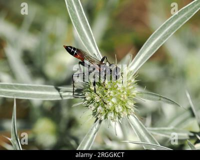 Guêpe, Prionyx kirbii, fehérsávos sáskairtódarázs, Budapest, Hongrie, Magyarország, Europe Banque D'Images