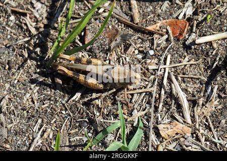 Criquet italien, Calliptamus italicus, olaszsáska, Budapest, Hongrie, Magyarország, Europe Banque D'Images
