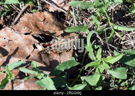 Criquet italien, Calliptamus italicus, olaszsáska, Budapest, Hongrie, Magyarország, Europe Banque D'Images