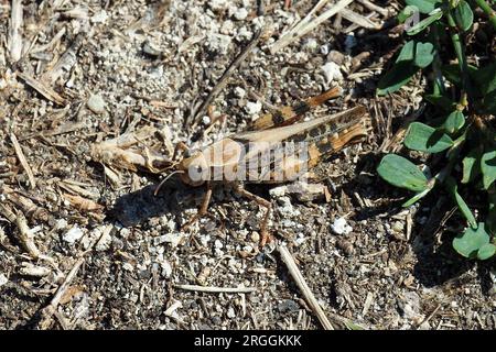 Criquet italien, Calliptamus italicus, olaszsáska, Budapest, Hongrie, Magyarország, Europe Banque D'Images