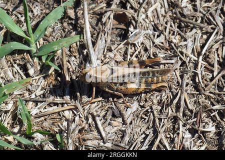 Criquet italien, Calliptamus italicus, olaszsáska, Budapest, Hongrie, Magyarország, Europe Banque D'Images
