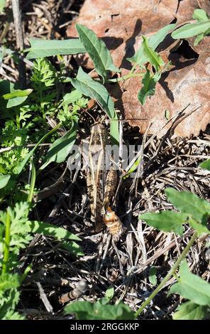 Criquet italien, Calliptamus italicus, olaszsáska, Budapest, Hongrie, Magyarország, Europe Banque D'Images