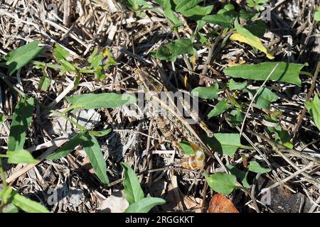 Criquet italien, Calliptamus italicus, olaszsáska, Budapest, Hongrie, Magyarország, Europe Banque D'Images