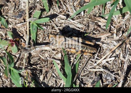Criquet italien, Calliptamus italicus, olaszsáska, Budapest, Hongrie, Magyarország, Europe Banque D'Images